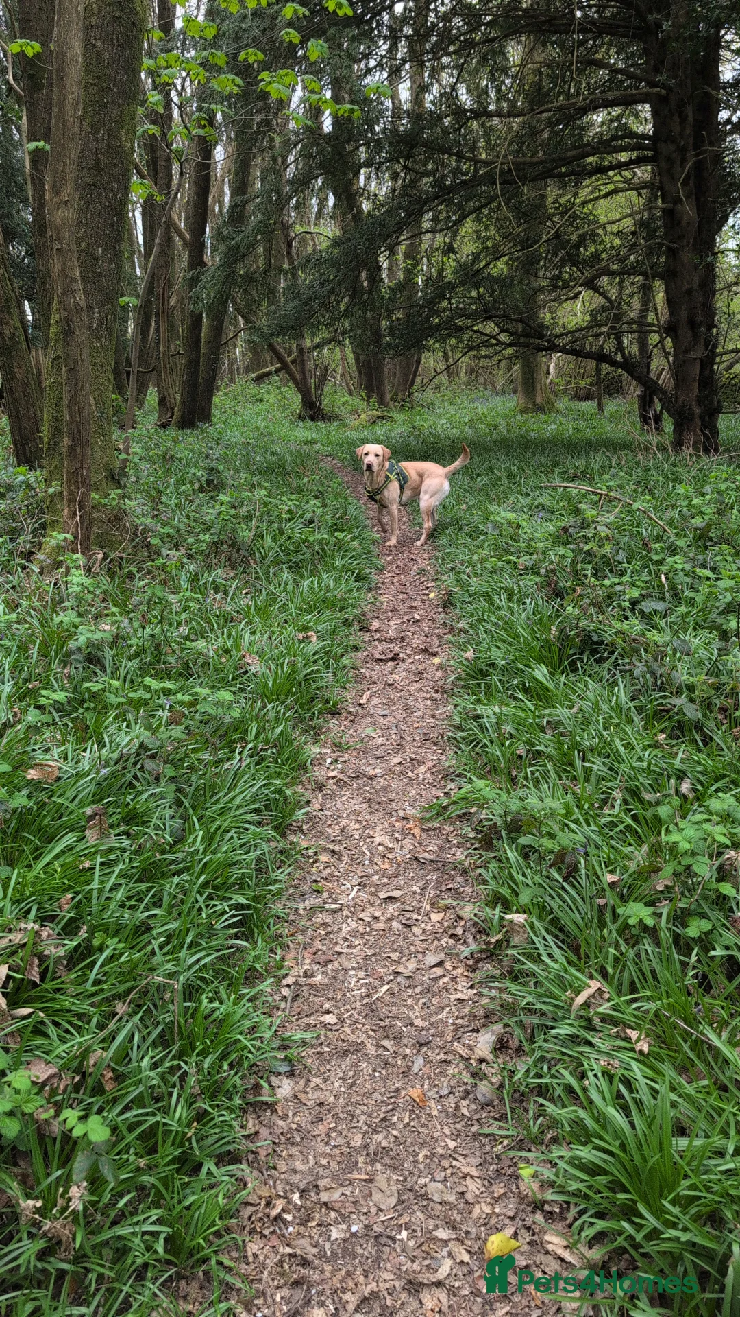 Labrador Retriever dogs for stud: Cosmo☄️the stud - Advert 5