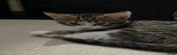 British Shorthair cats for sale: Beautiful pair of bonded kittens!  in Waltham Cross - Advert 6