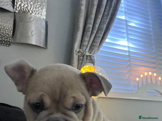 Mixed Breed dogs Beautiful freelance bulldogs one left - Advert 4