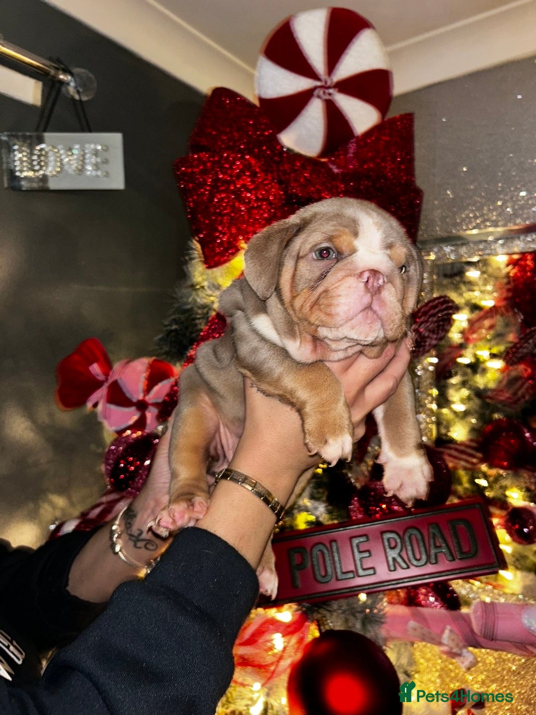 English Bulldog dogs for sale: English bulldogs - Advert 8