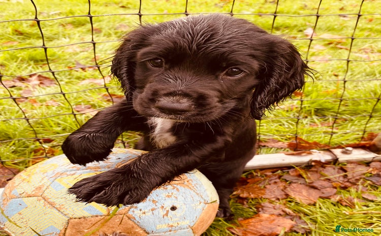 Cocker Spaniel dogs Working Cocker Spaniel Puppies - Advert 1