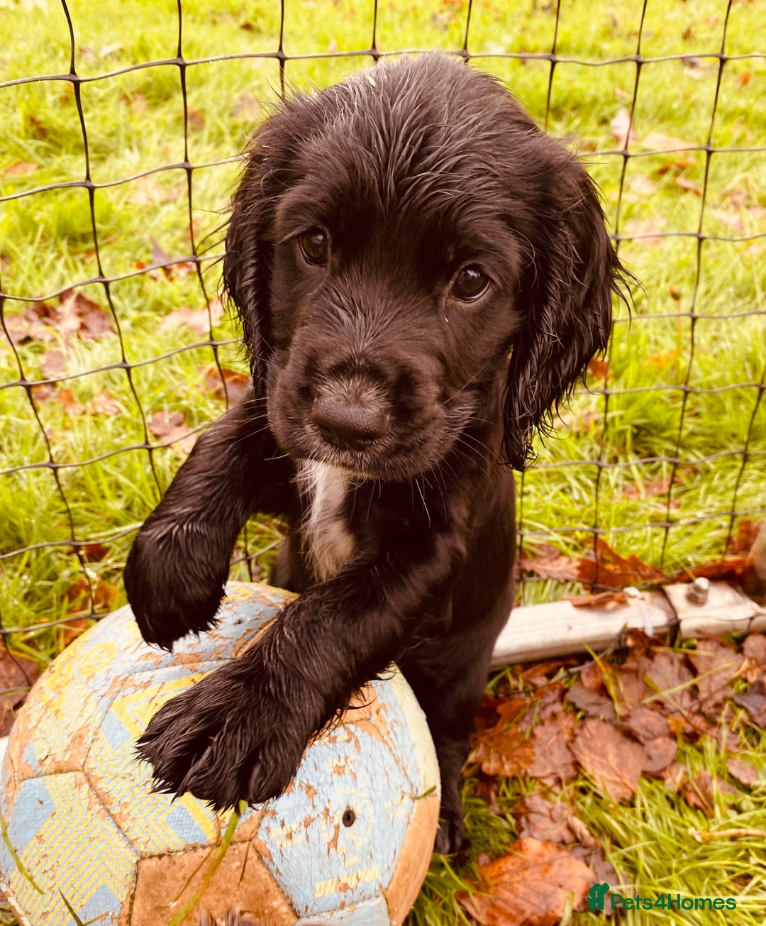 Cocker Spaniel dogs for sale: Working Cocker Spaniel Puppies - Advert 1