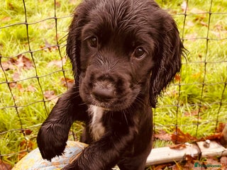 Cocker Spaniel dogs Working Cocker Spaniel Puppies - Advert 1