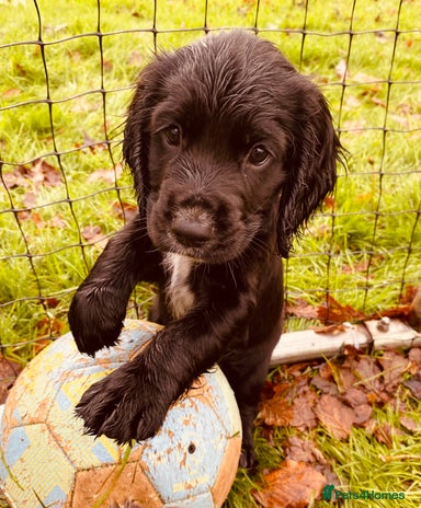 Cocker Spaniel dogs Working Cocker Spaniel Puppies - Advert 1