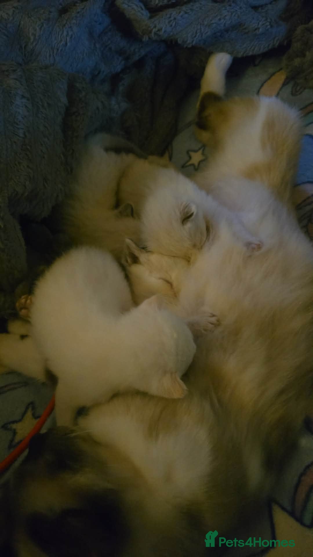 Mixed Breed cats Bunch of happy kittens - Advert 1