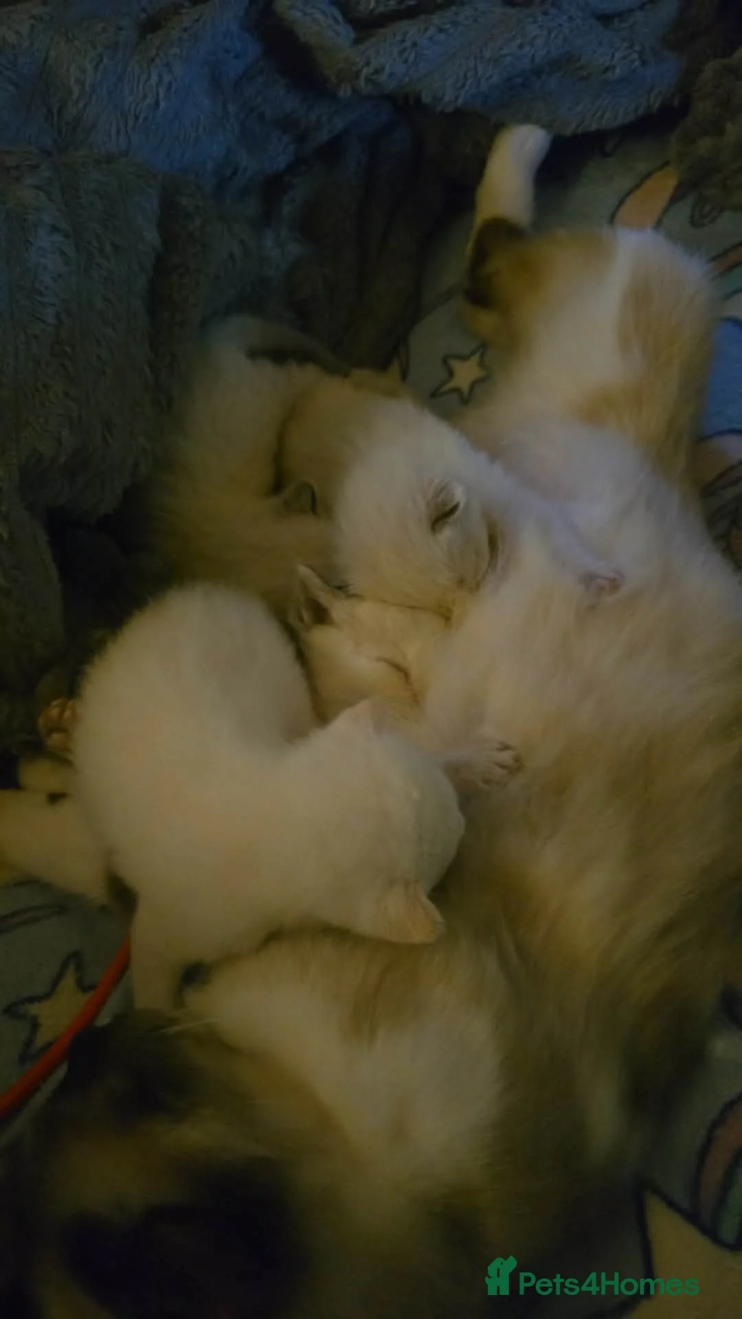 Mixed Breed cats for sale: Bunch of happy kittens in Shildon - Advert 1