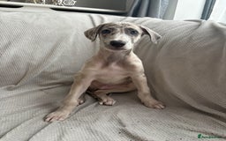 Mixed Breed dogs for sale: Collie Whippet Greyhound  - Image 15