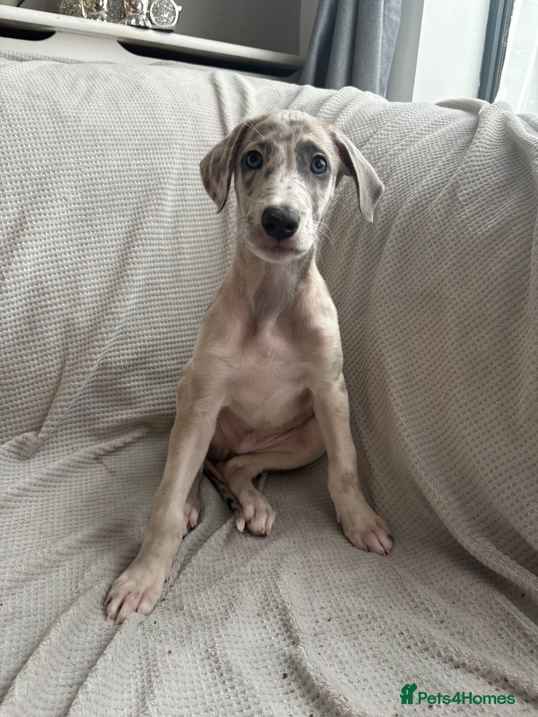 Mixed Breed dogs for sale: Collie Whippet Greyhound  - Image 15
