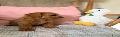Mixed Breed 3