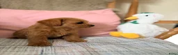 Mixed Breed dogs for sale: Beautiful Westiepoo Puppies - Advert 21