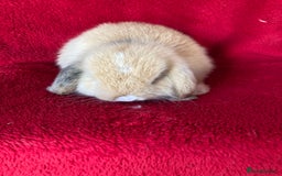 Mini Lop rabbits for sale: Adorable Pure Mini Lop Rabbits  - Image 5