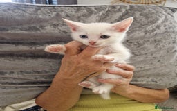 Mixed Breed cats for sale: Two white make kittens - Image 1