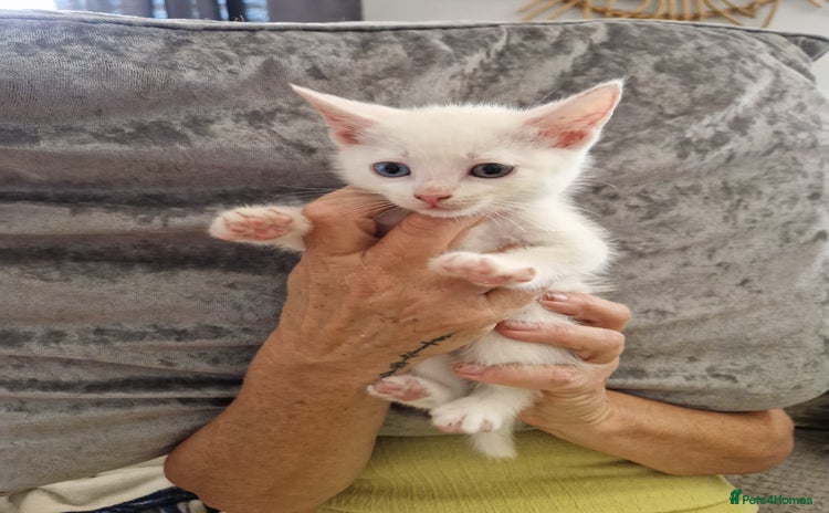 Mixed Breed cats - Advert 1