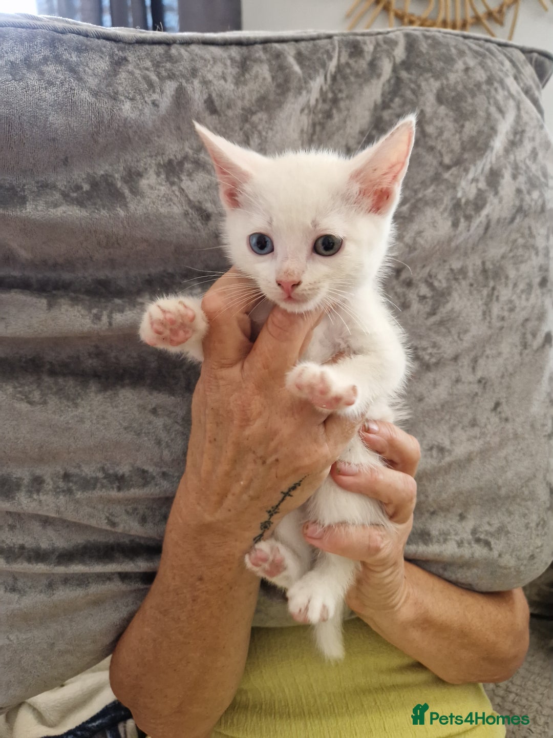 Mixed Breed cats for sale: Two white make kittens - Image 1