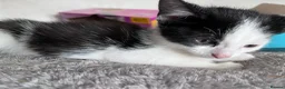 Mixed Breed cats for sale: 6 Adorable Tortie Mixed breed Kittens - Advert 11
