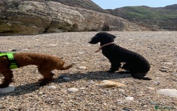 Miniature Poodle dogs for sale: Beautiful Miniature/Toy poodles  - Image 3