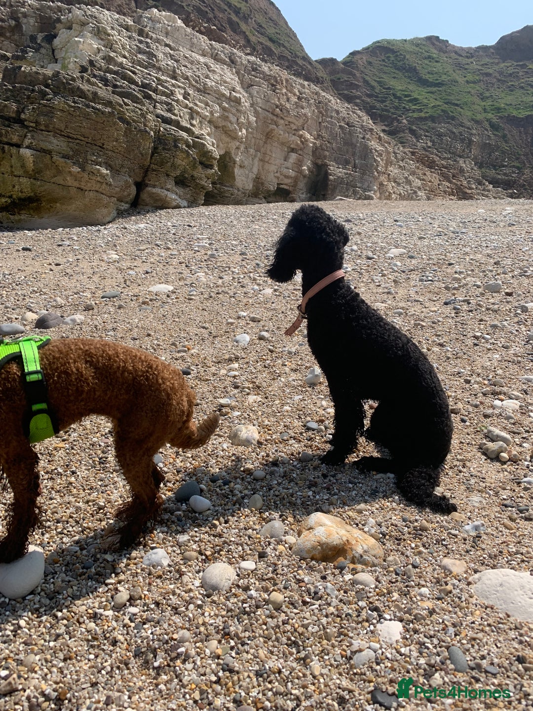 Miniature Poodle dogs for sale: Beautiful Miniature/Toy poodles  - Image 3