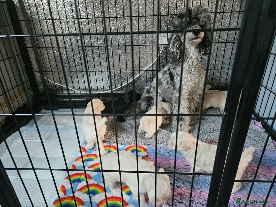 Maltipoo dogs for sale: F1 Korean Maltipoo puppies  in Ripley - Advert 7