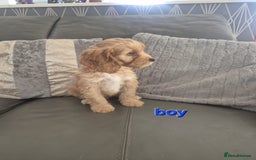 Cockapoo dogs for sale: F1 cockapoo - Ready Now - Image 13