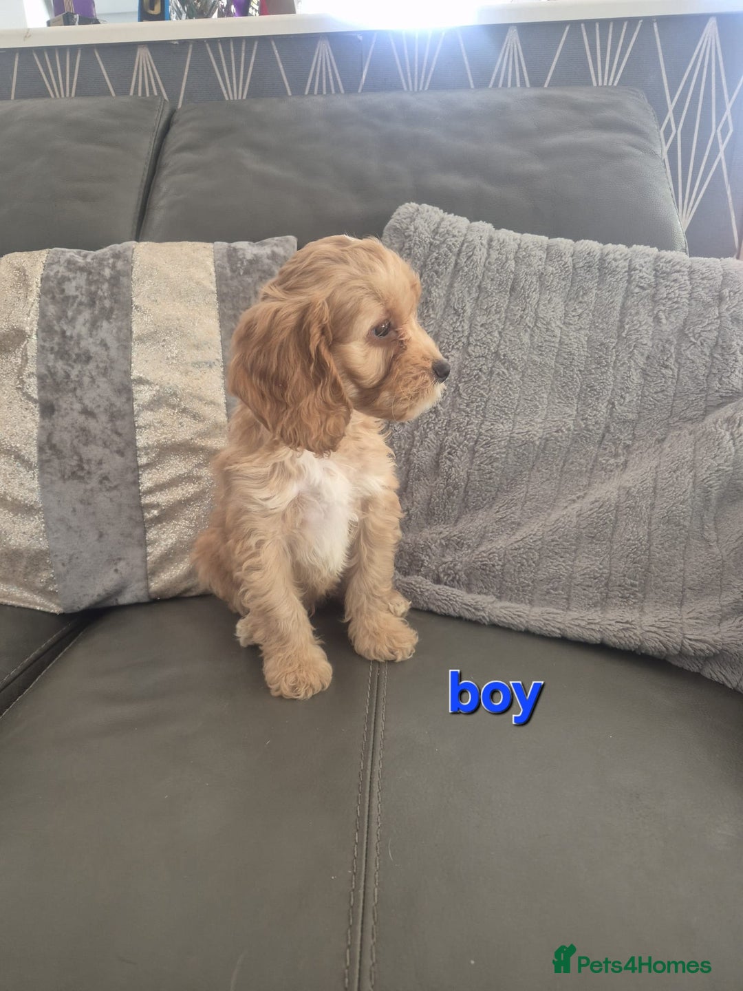 Cockapoo dogs for sale: F1 cockapoo - Ready Now - Image 13