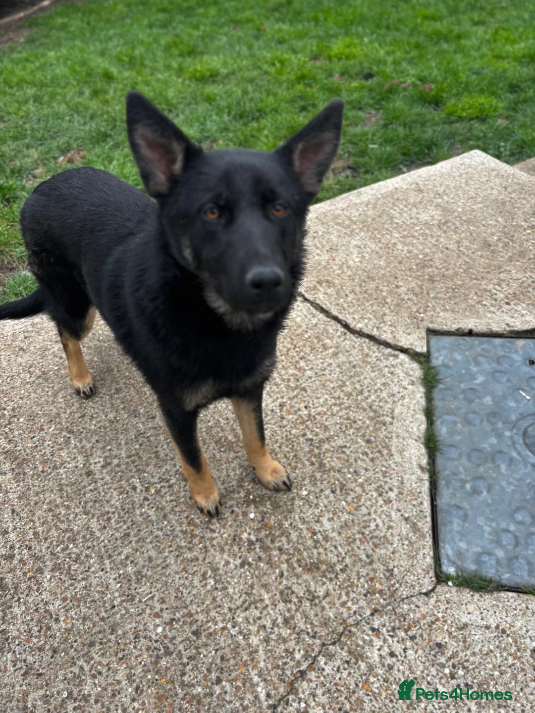 German Shepherd dogs for sale: German shepherd female for sale in Dagenham - Advert 8