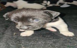 Mixed Breed dogs for sale: American akita x staffy pups for sale  - Image 1