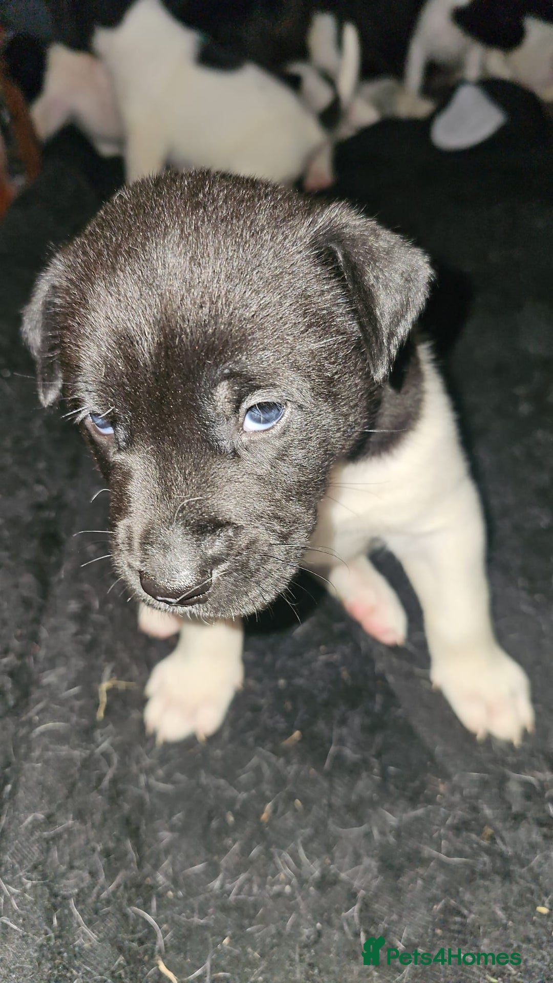 Mixed Breed dogs for sale: American akita x staffy pups for sale  - Image 1