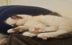 Ragdoll cats for sale: 2 beautiful ragdoll kittens for sale 9 weeks old - Image 4