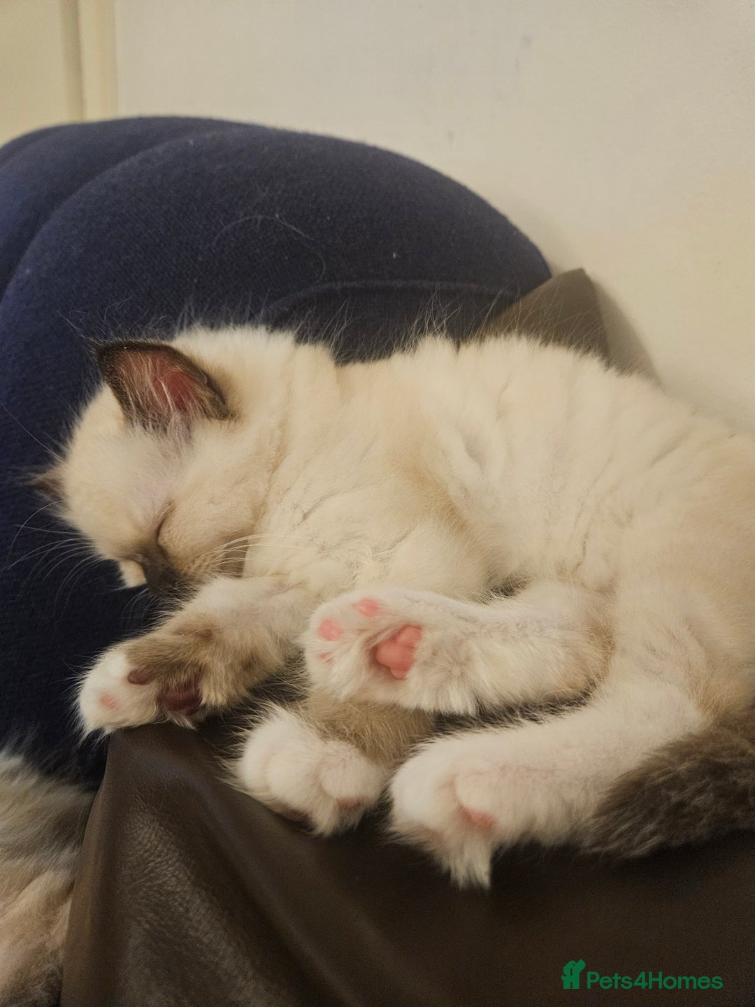 Ragdoll cats for sale: 2 beautiful ragdoll kittens for sale 9 weeks old - Image 4