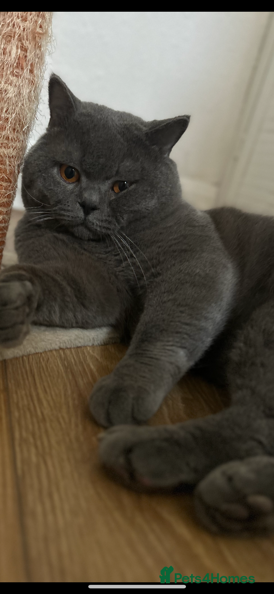 British Shorthair cats for stud: 💙Handsome GCCF Active Registered Blue BSH💙 - Advert 3