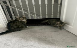 Mixed Breed cats for sale: Kitten for sale - Image 8