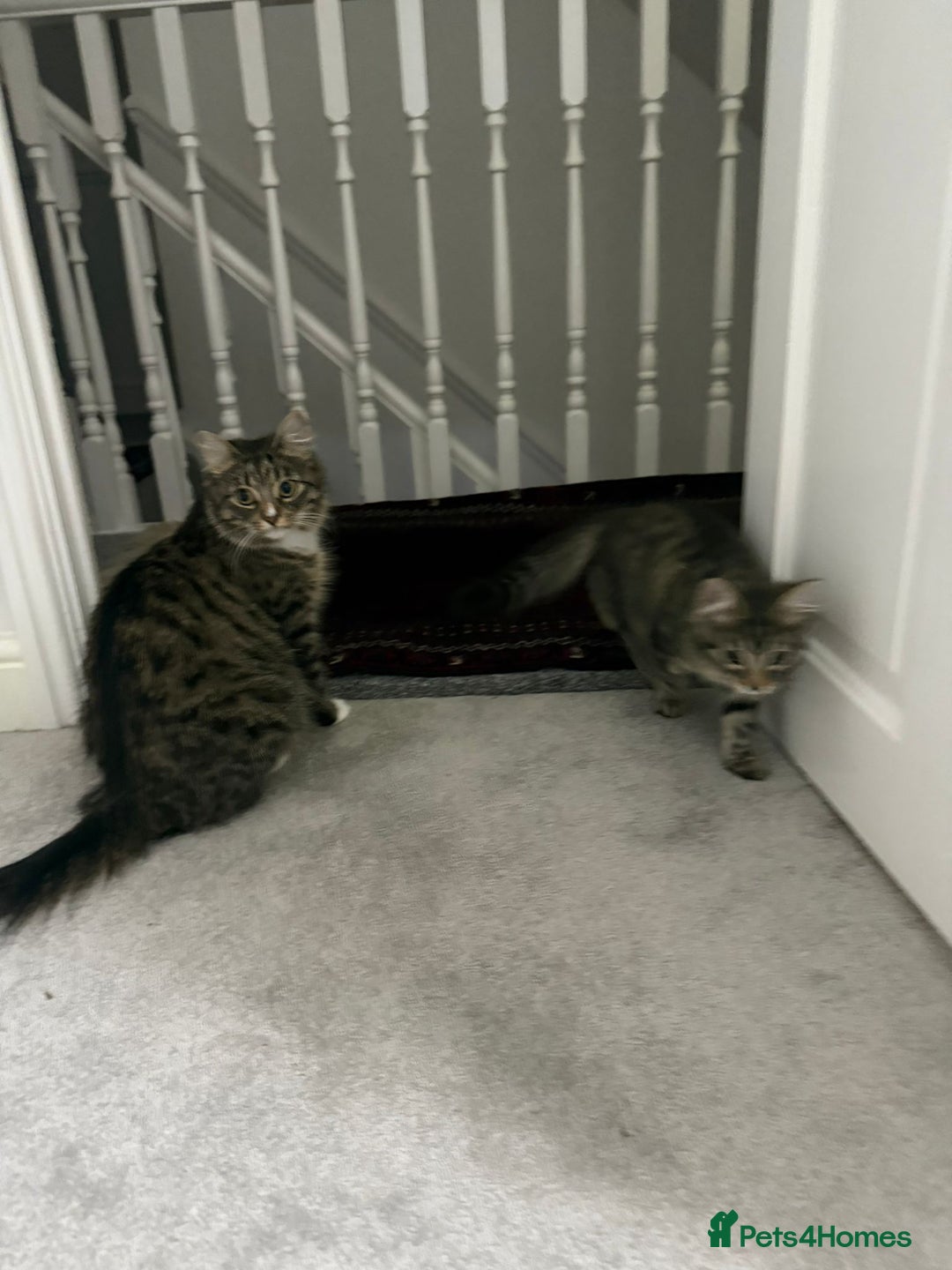 Mixed Breed cats for sale: Kitten for sale - Image 8