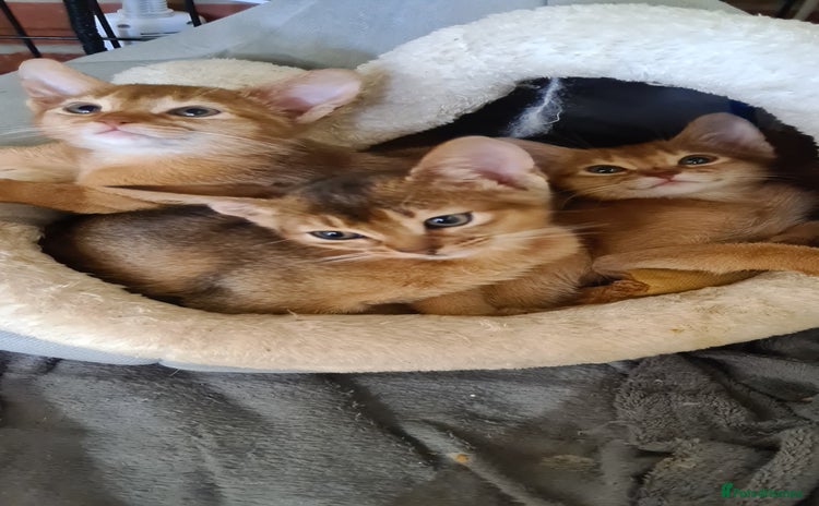 Abyssinian cats - Advert 6