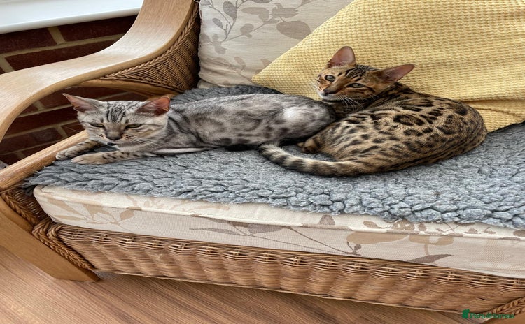 Bengal cats - Advert 10