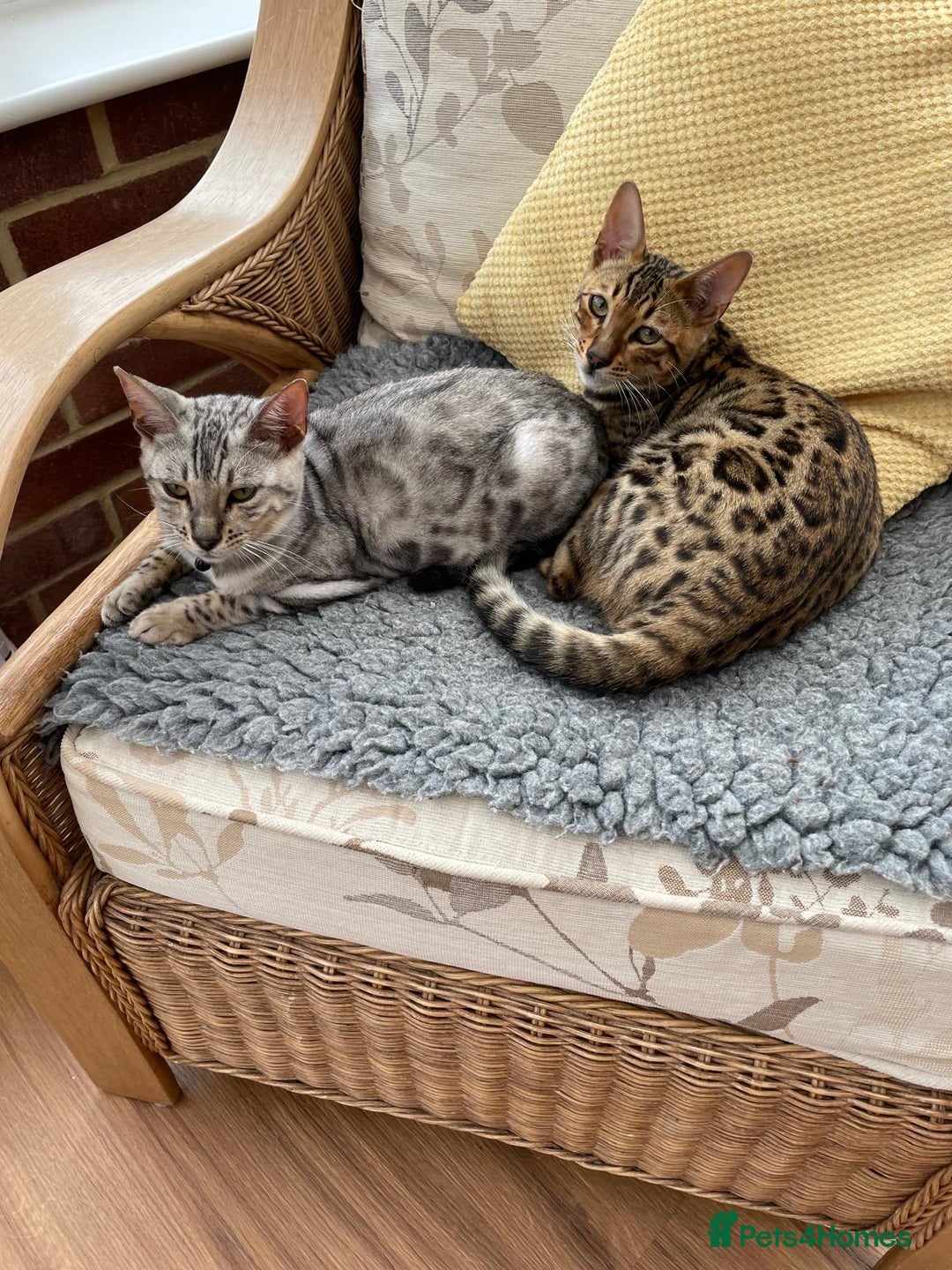 Bengal cats for sale: Bengal kitten for rehoming  - Image 1