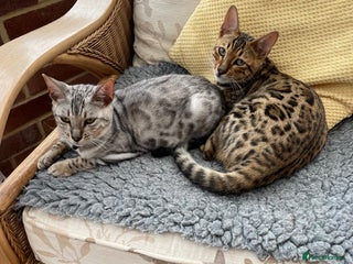 Bengal cats - Advert 30