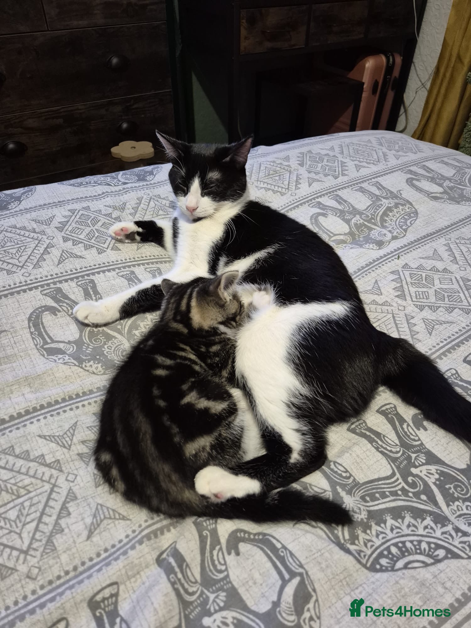 Mixed Breed cats Beautiful boy ready for his forever home  - Advert 1