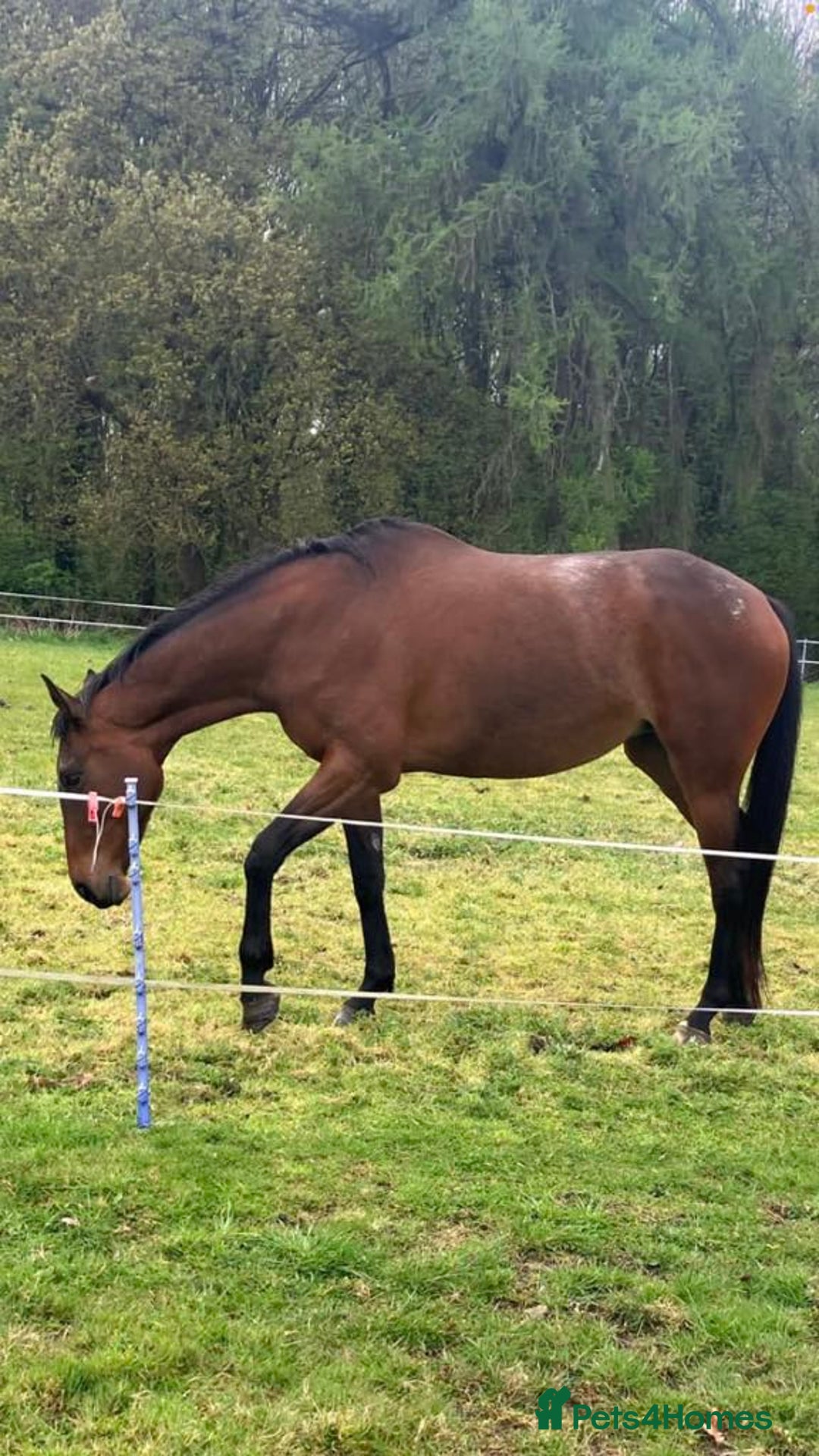 English Thoroughbred horses for sale: Sweet Project Mare - Advert 4