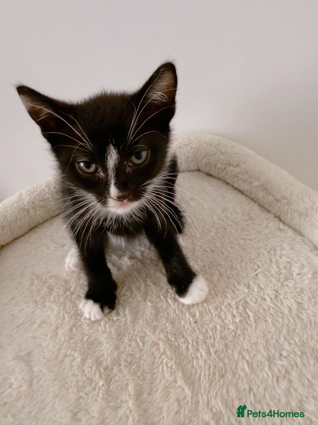 Mixed Breed cats Lupin, Tuxedo Male Kitten - Advert 4