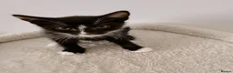 Mixed Breed cats for sale: Lupin, Tuxedo Male Kitten - Advert 1