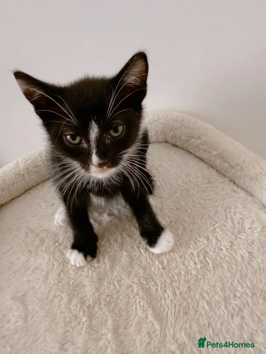 Mixed Breed cats for sale: Lupin, Tuxedo Male Kitten - Advert 1