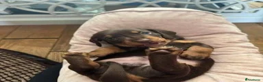 Miniature Dachshund 2