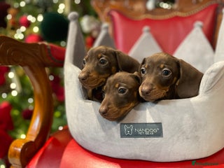 Dachshund dogs Beautiful dachshund puppies - Advert 13
