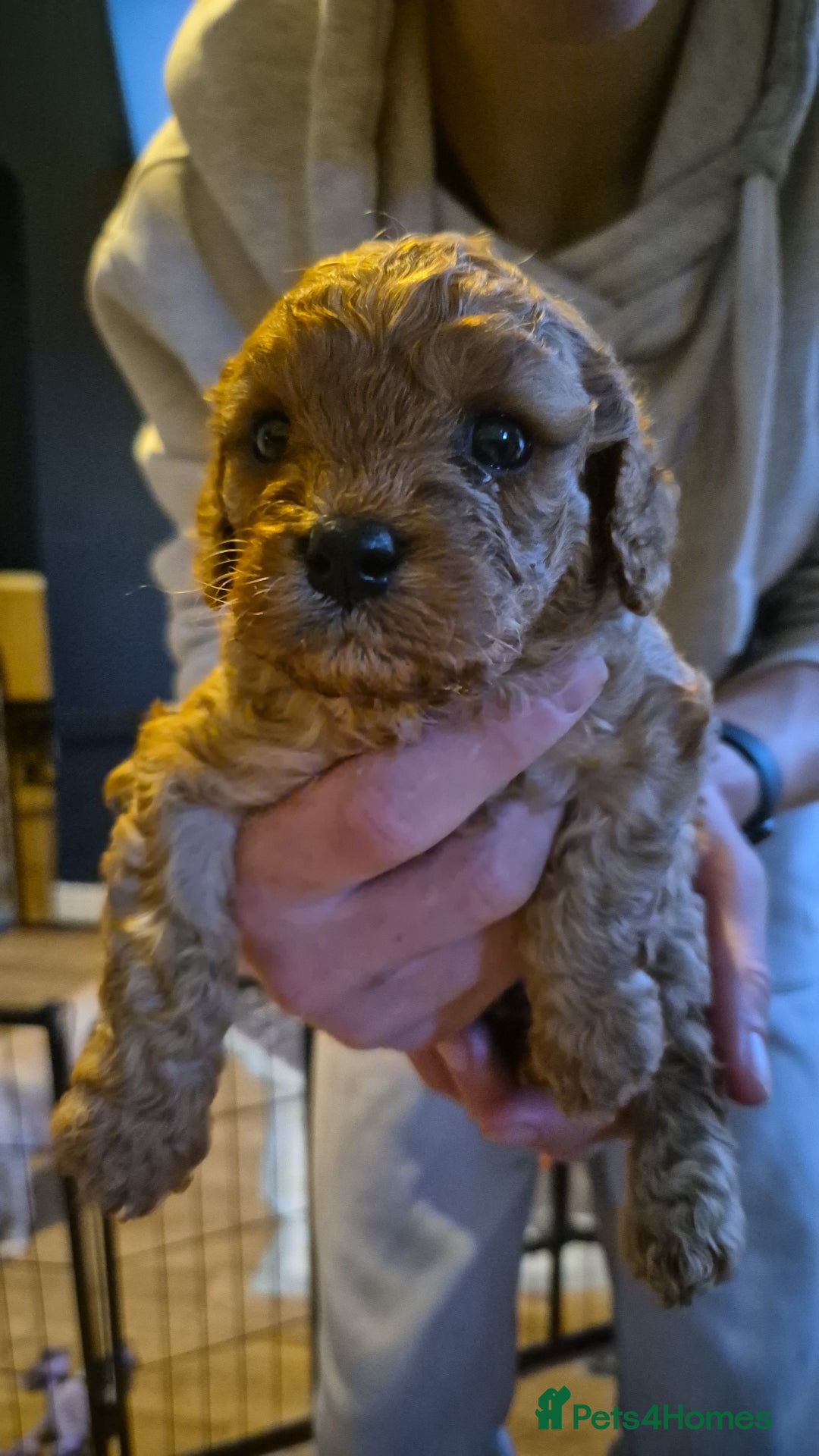 Cavapoo dogs for sale: Cavapoo Puppies (1 LEFT) - Image 6