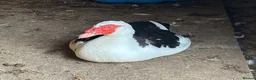 Ducks poultry for sale: Muscovy Ducks - Advert 6