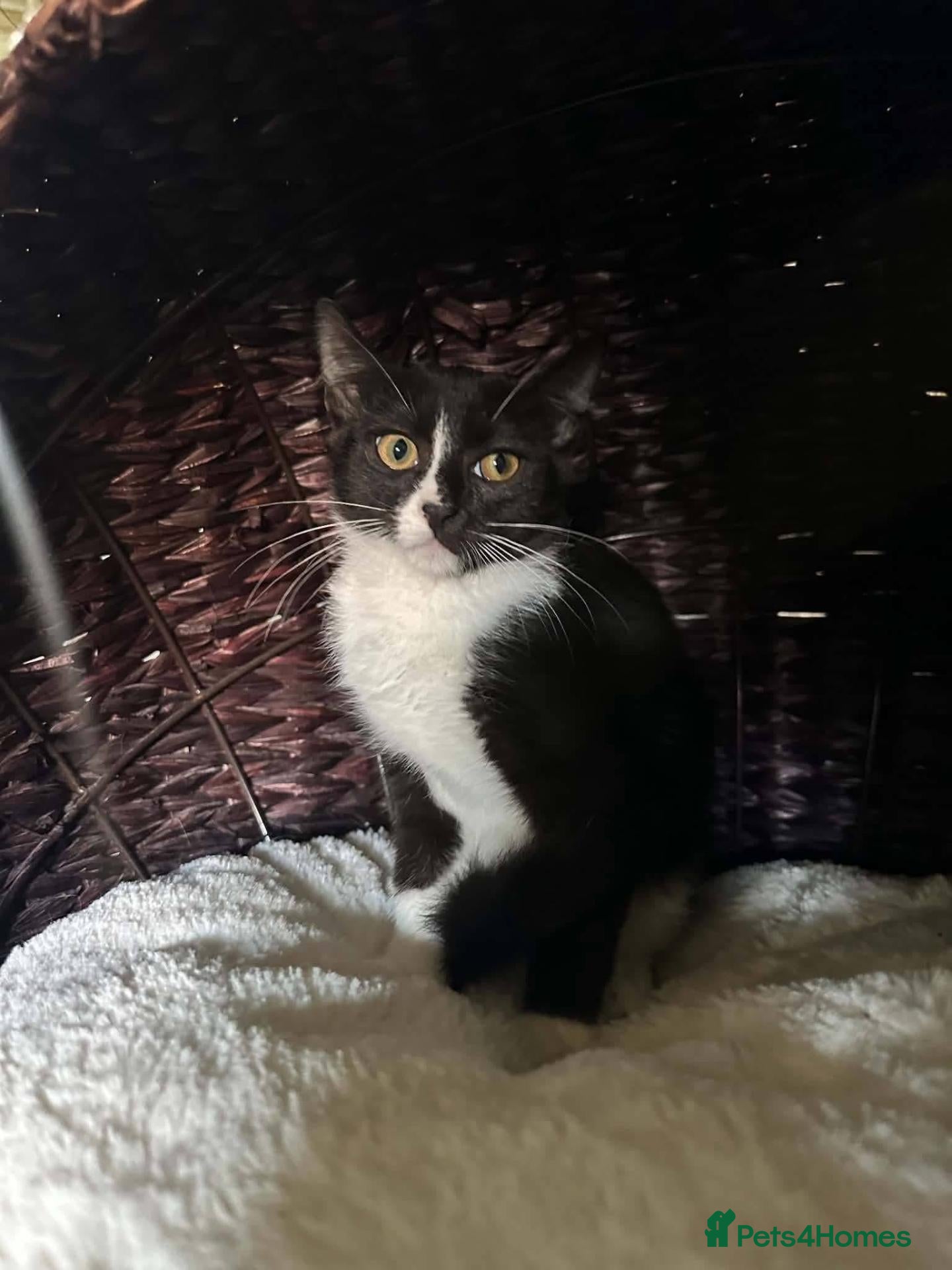Mixed Breed cats Cleo for adoption - Advert 1