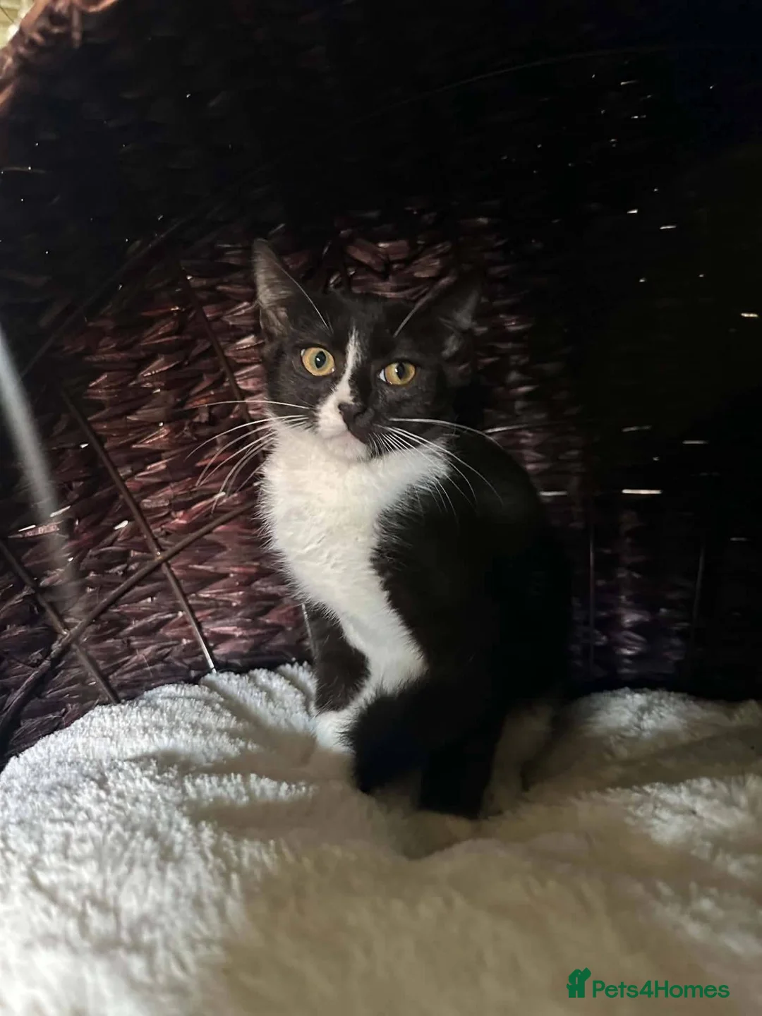 Mixed Breed cats for adoption: Cleo for adoption in Fleet - Advert 1