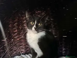 Mixed Breed cats Cleo for adoption - Advert 1