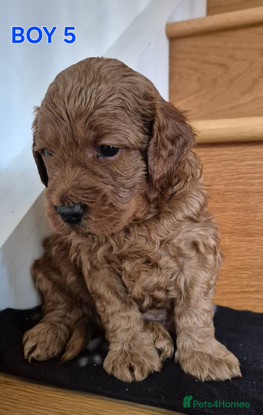 Mini Goldendoodle dogs for sale: F1b Red Miniature Goldendoodles tested parents - Image 13
