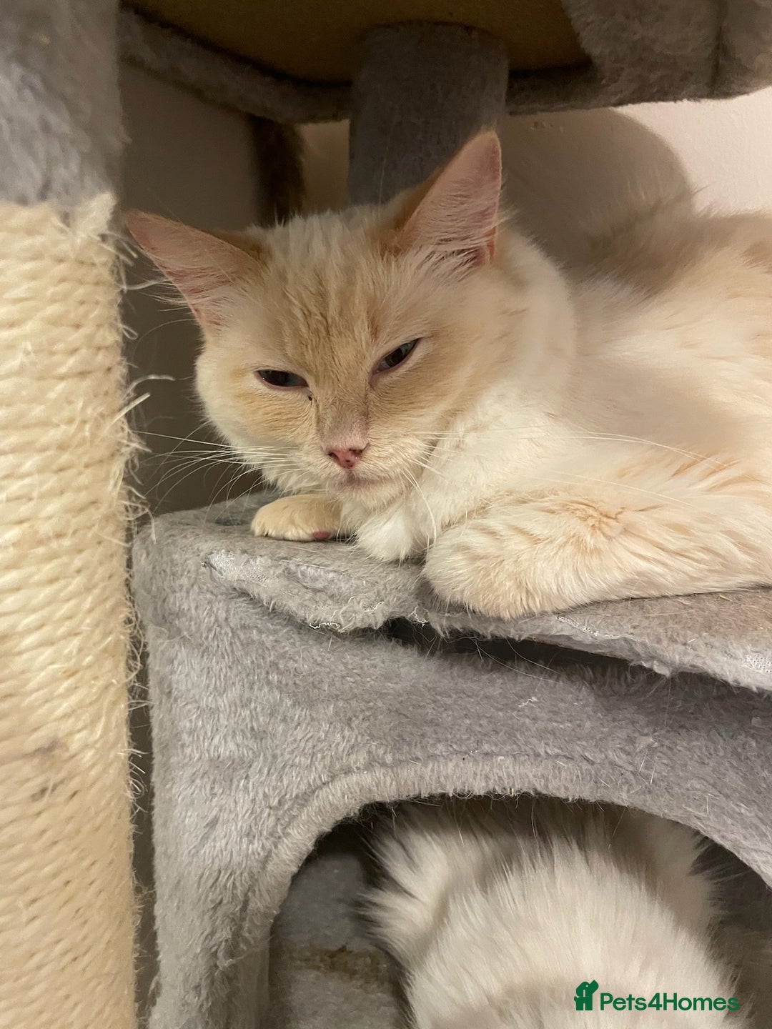 Ragdoll cats for sale: 4 Ragdoll kittens  - Advert 1